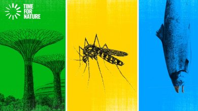 Trees, mosquito and a fish