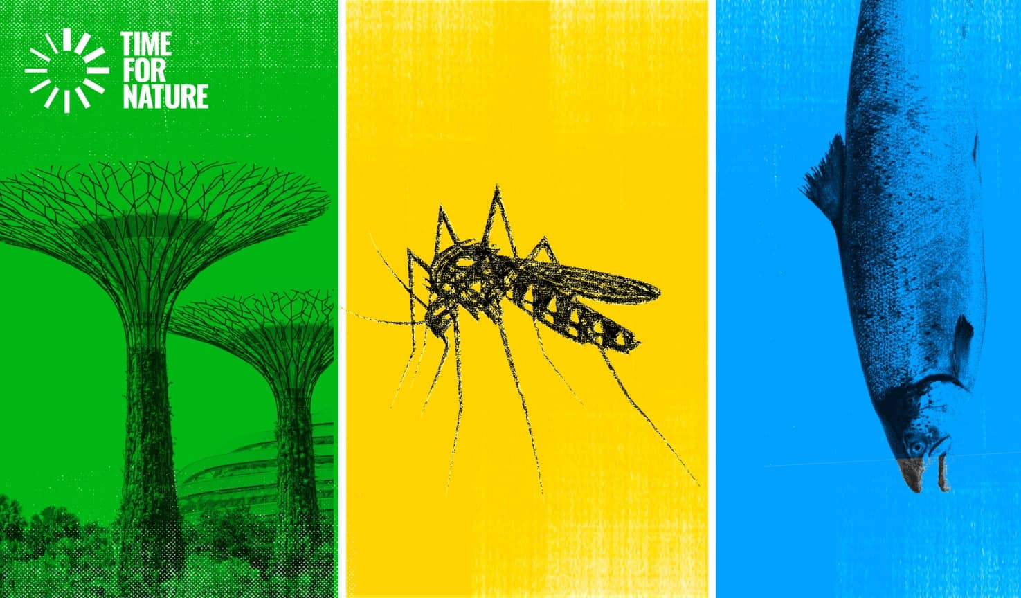 Trees, mosquito and a fish