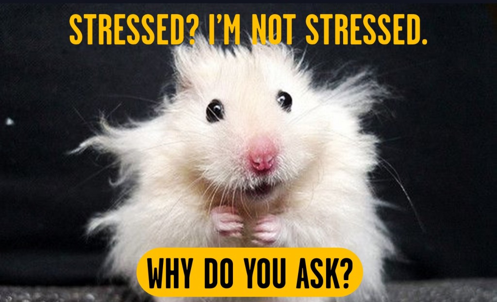 meme of a stressed out rat with copy that says "Stressed? I am not stressed. Why do you ask?"